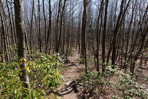 Trail through tall trees without leaves on them.