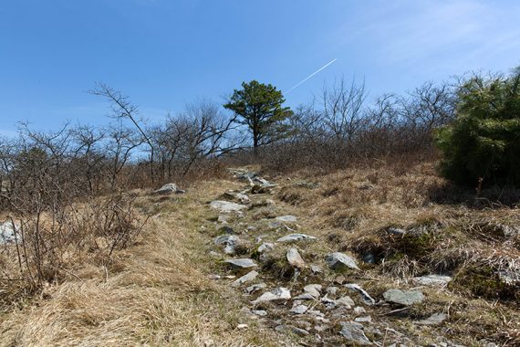 Rocky trail with a lone pine tree in the distance.