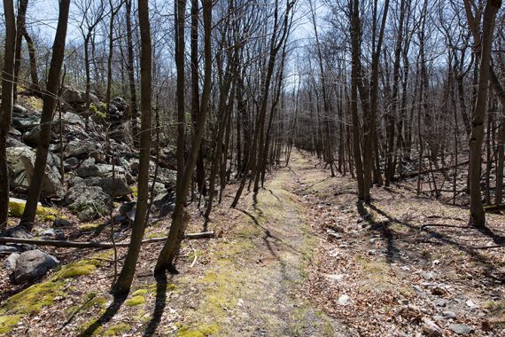 Flat wide woods road with bare trees on either side