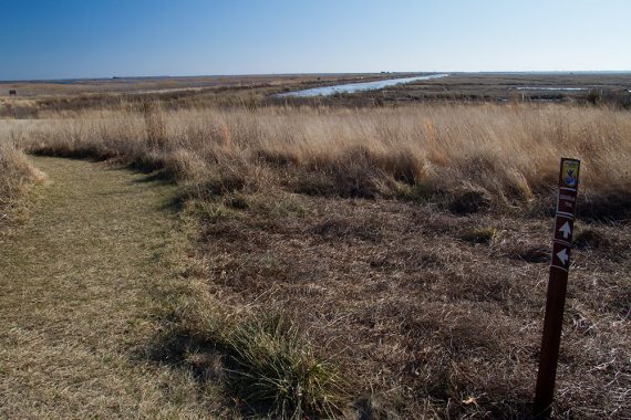 Grass path next to marsh on the Grassland trail