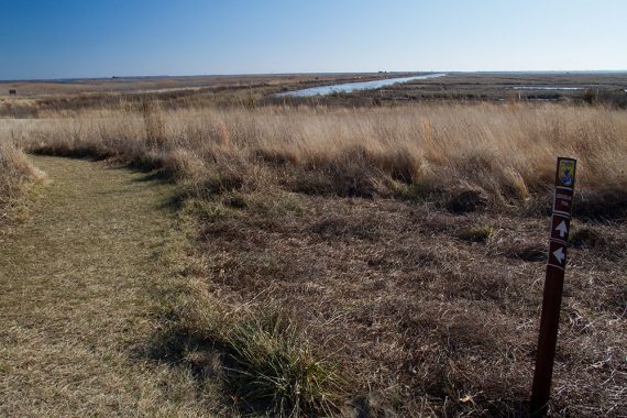 Grass path next to marsh on the Grassland trail.