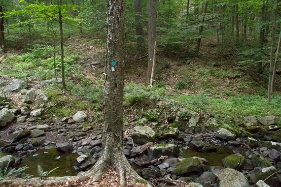 Stream crossing on Horse Pond Mountain trail.