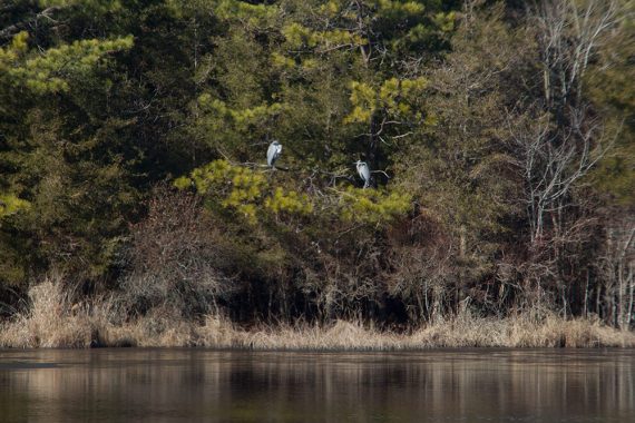 Blue herons off perched in a tree over water.