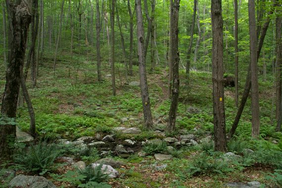 Burnt Meadow Trail levels off