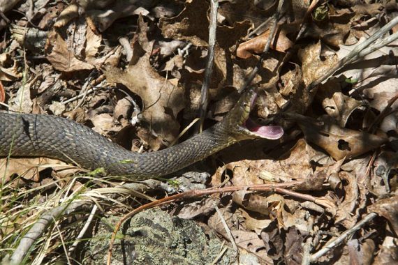 Snake "yawning"