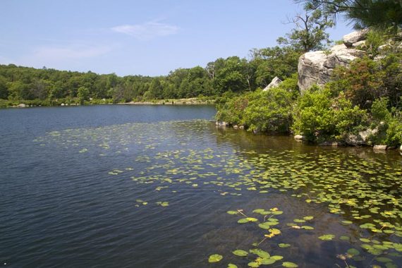 Lily pads on Pine Meadow Lake