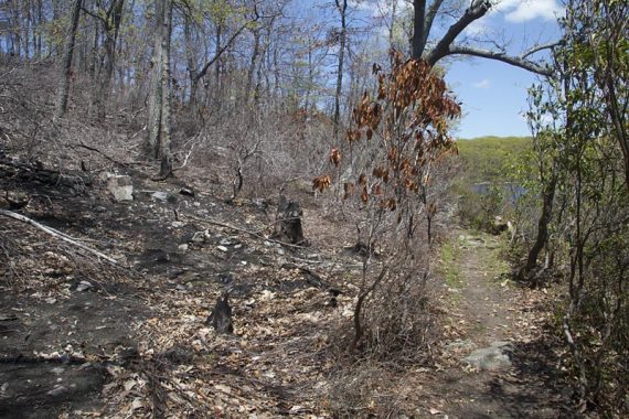 Fire damage on the Appalachian Trail