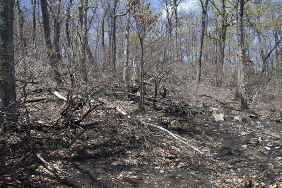 Fire damage near the pond