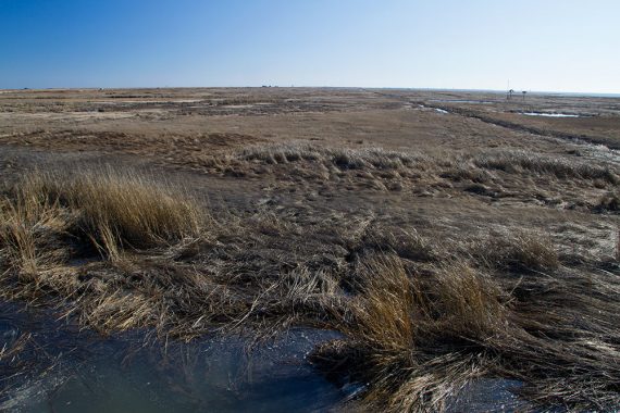 View of marsh from Eco Trail boardwalk.