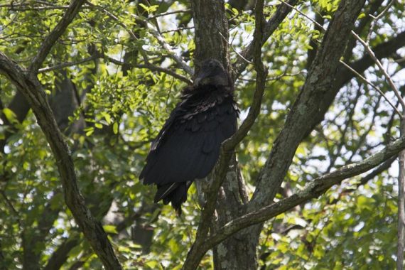 Turkey vulture