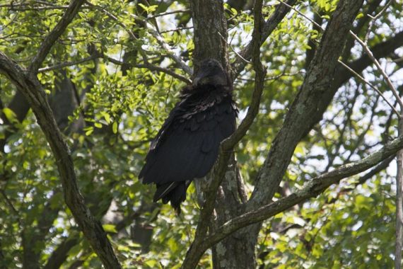 Turkey vulture