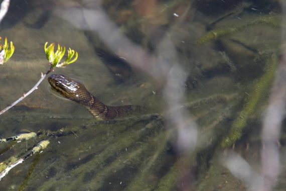 Water snake