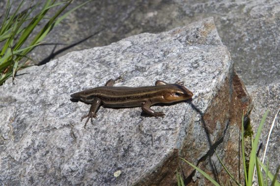 ive lined skink lizard, missing it's tail