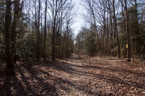 Leaf covered Songbird Trail