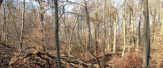 Large area of blow downs blocking the trail