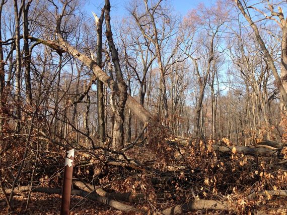 More blow downs blocking the trail