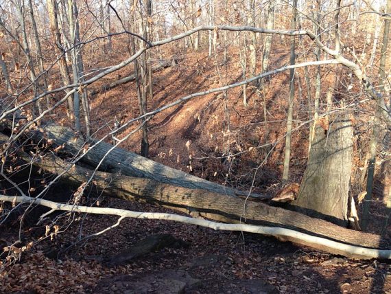 Route taken under a tree and down a gully to bypass blow downs