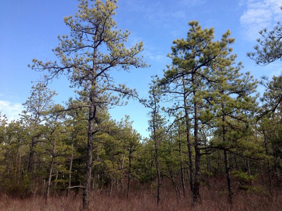 Two tall pine trees with a pine forest behind them.