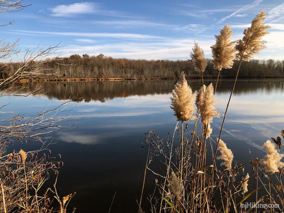 View from Maggie's Trail of cattails in front of McCormack Lake.