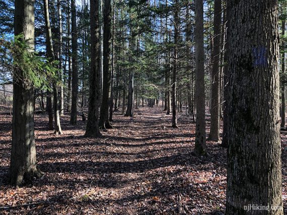 PURPLE trail through a row of pine trees.