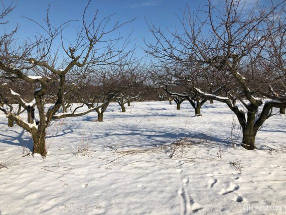 Orchard - Hedgerow & Parsonage