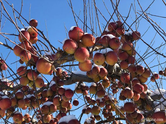 Snowy apples