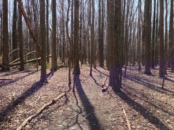 GREEN trail.