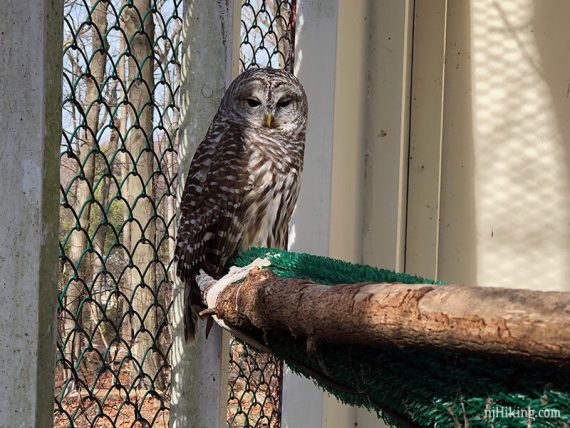 Rescued barred owl