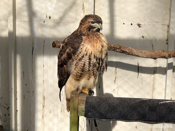 Rescued hawk