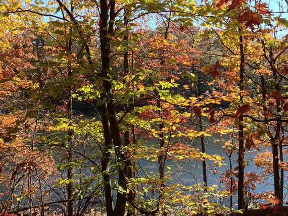 Westons Mill Pond through fall foliage.