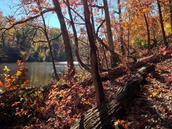 Fall foliage along a trail near a pond.