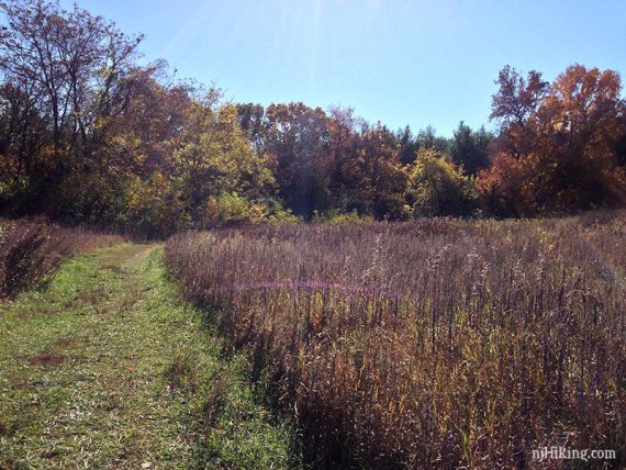 Meadows in Helyar's Woods.