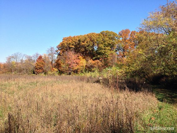 Tall meadow grasses with colorful leaves in the background.
