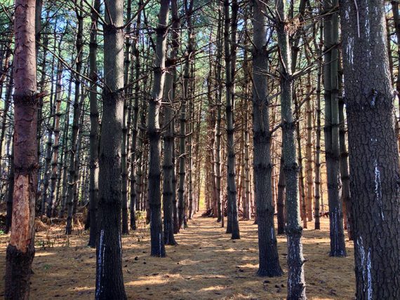 Rows of neatly spaced pine trees from an old Christmas Tree farm.