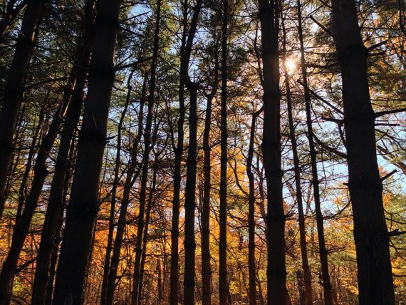 Tall pine trees silhouetted against fall foliage.