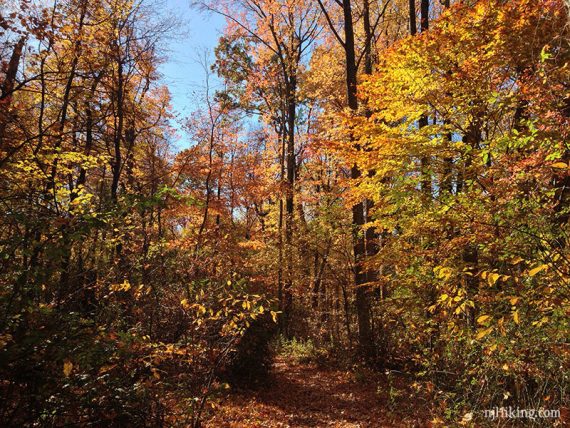 Brightly color leaves hanging over a trail.