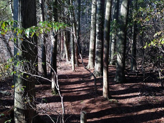 Entering the cedar swamp.
