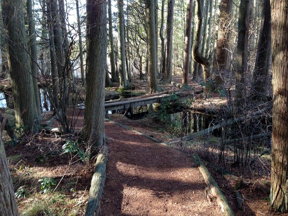 Narrow wooden boardwalks zig zagging around cedar trees and a stream.