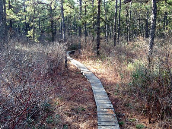 Narrow plank boardwalk on a trail.