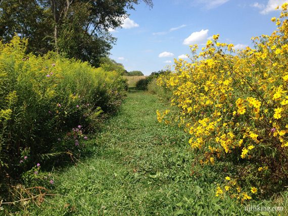 YELLOW trail