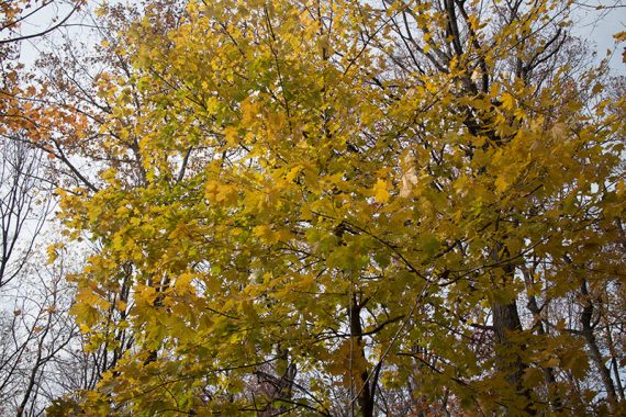 Yellow fall leaves