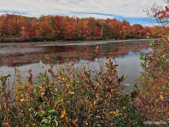 Views of the lake