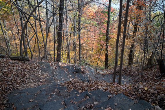 Steep steps heading down Forest View trail.