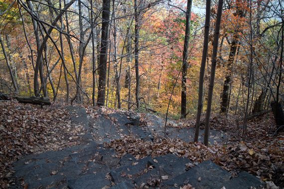 Steep steps heading down Forest View trail.