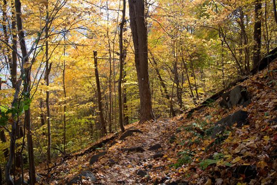 Forest View trail