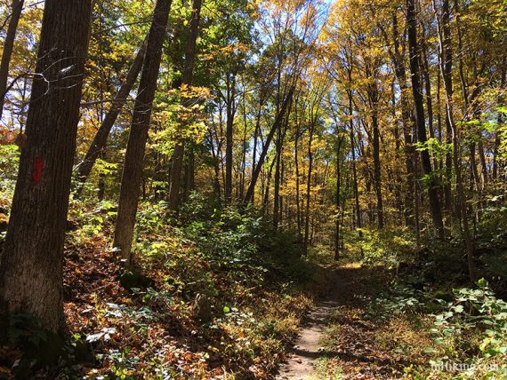 Red marker on a tree next to a trail surrounded by fall foliage