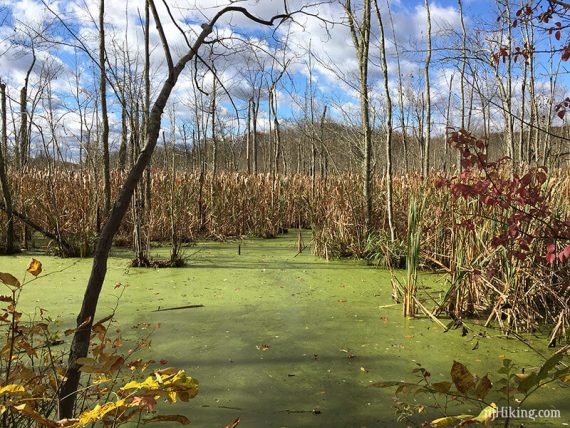 Wetlands.