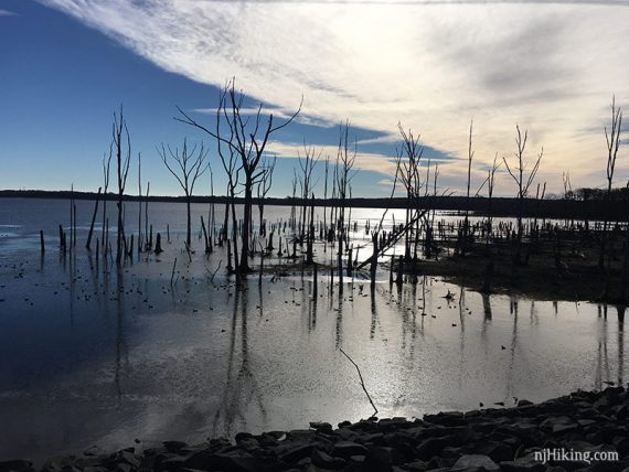 Bare trees sticking out of Manasquan Reservoir along the Perimeter Trail.