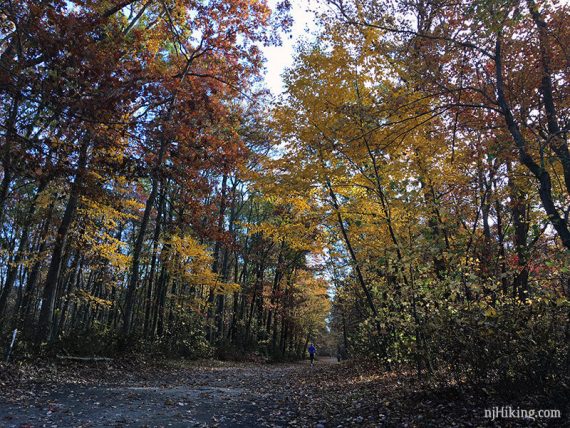 Fall foliage above a wide flat gravel trail.