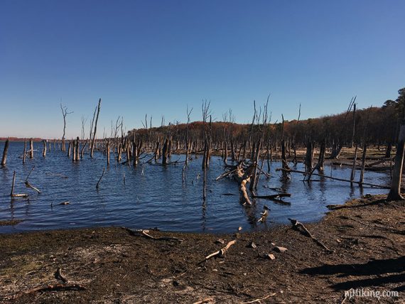 Old trees submerged in a reservoir.